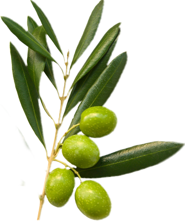 Green olives in an olive branch