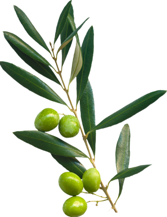 Branch with olives