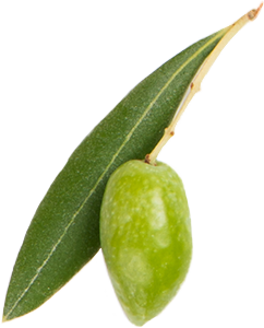 Olive and leaf