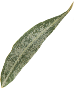 Olive leaf