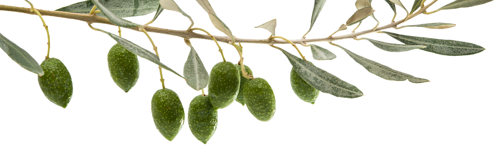 Olive branch with olives