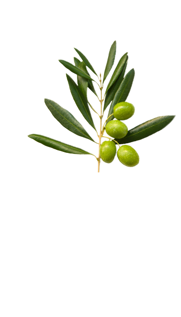 Top olive branch in La Española Light in Colour Olive Oil Variety