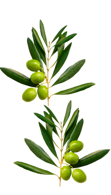 olives la española gourmet extra virgin olive oil