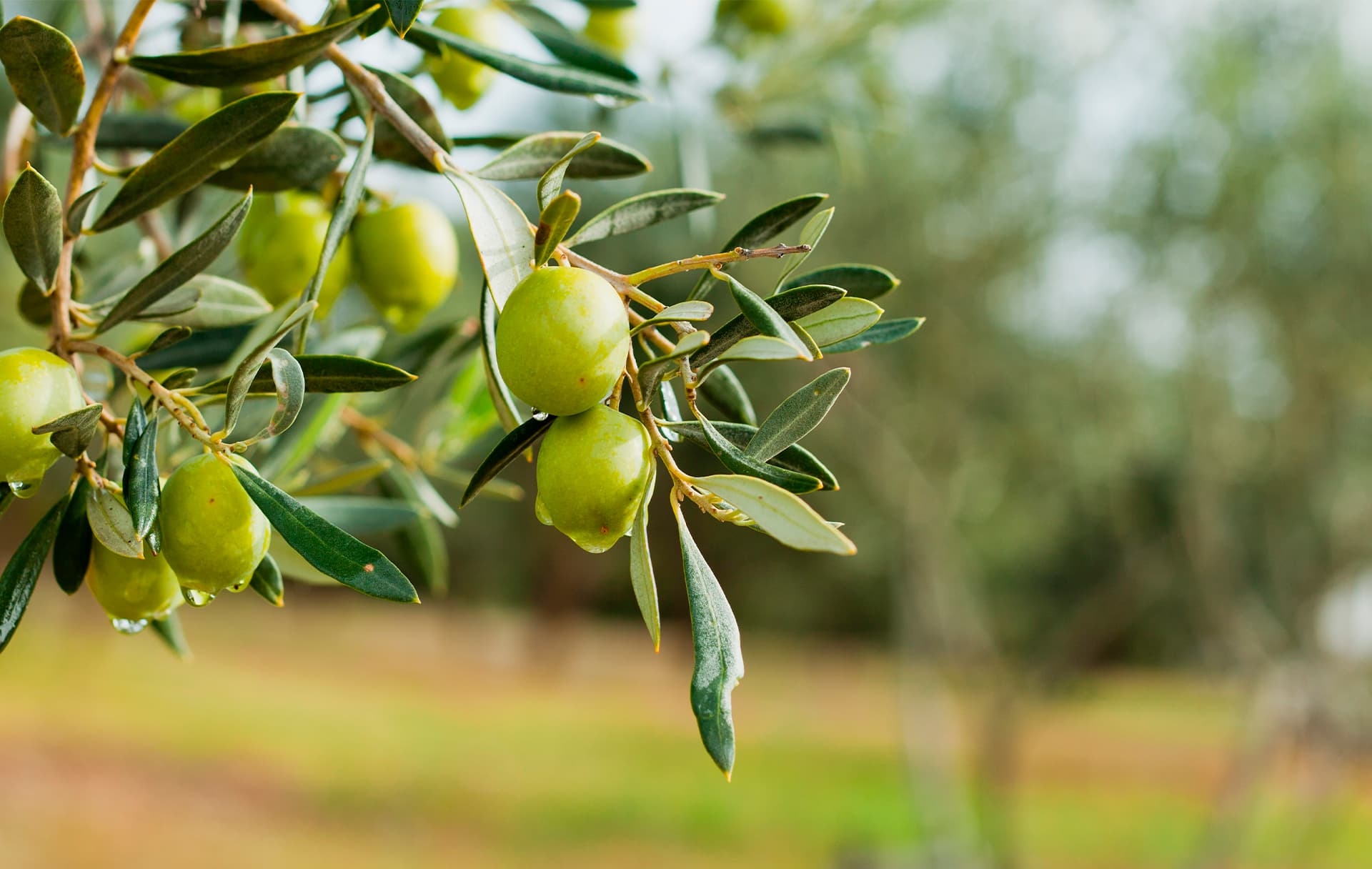 Oliography: Where does your olive oil come from?