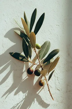 Olive branch