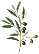 Branch of olives