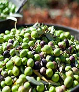 Olive harvest in Andalusia