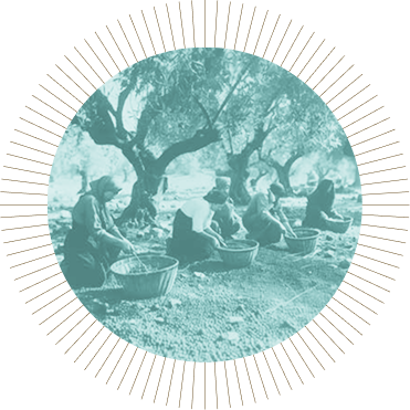 People collecting olives in a farm